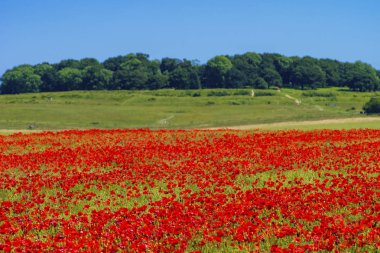 Badbury Rings kırmızı haşhaş Feld