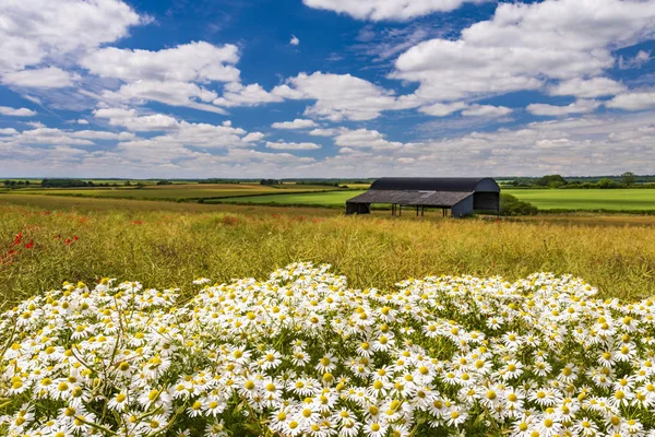 Gänseblümchen und Mohn in der Nähe einer Scheune in einem ruhigen Feld — Stockfoto