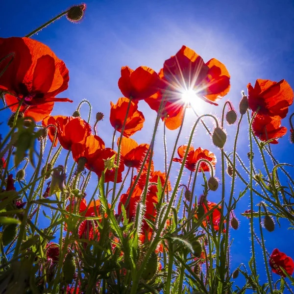 Amapolas rojas profundas en un campo en el Reino Unido —  Fotos de Stock