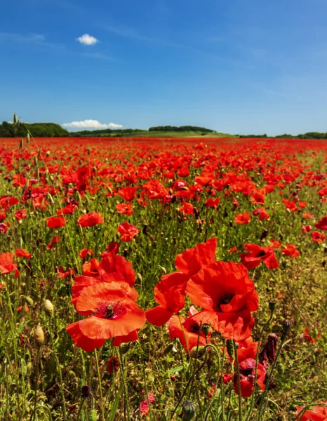 Amapolas rojas profundas en un campo en el Reino Unido — Foto de Stock