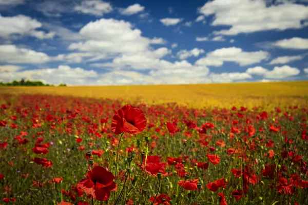 Deep red poppies in a field in the UK — Stock Photo, Image