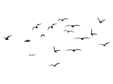 Uçan Kuş Sürüsü 'nün silueti. Beyaz arka planda uçan kuşlar. vektör illüstrasyonu