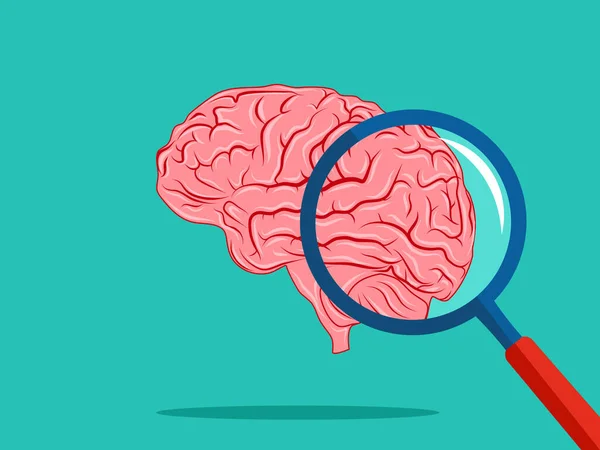 Cerveau Loupe Vecteur Concept Recherche Éducation Cérébrales — Image vectorielle