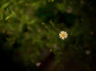 Tridax papatya çiçeğini, bulanık yeşil yapraklı arka planda, Tridax procumbens veya bahçedeki palto düğmeleri çiçeğinde kapat