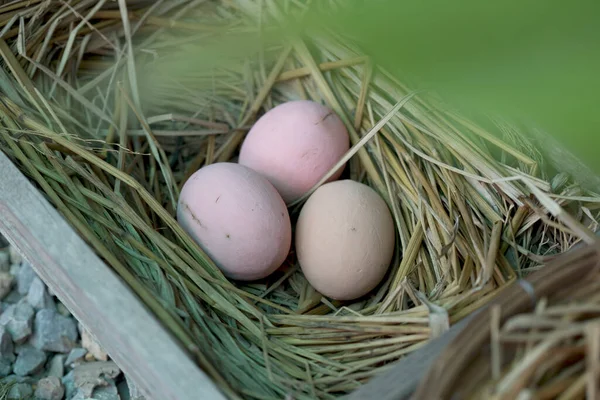 Tres Huevos Pollo Nido Heno Caja Madera — Foto de Stock