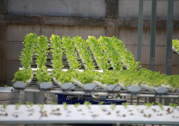 Planta Vegetal Que Cresce Jardim Fazenda Orgânica Conceito Agricultura — Fotografia de Stock