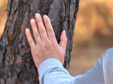 Bir insan elinin, ormandaki bir ağaç gövdesinin kabuğuna nazikçe dokunuşunun yakın çekimi..