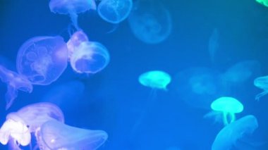 Denizanası sualtı görüntüleri, deniz hayvan