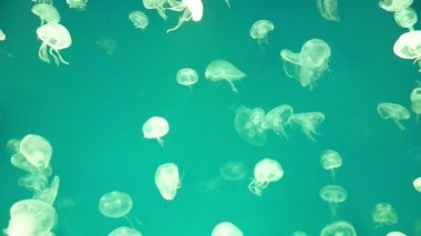 Denizanası sualtı görüntüleri, deniz hayvan