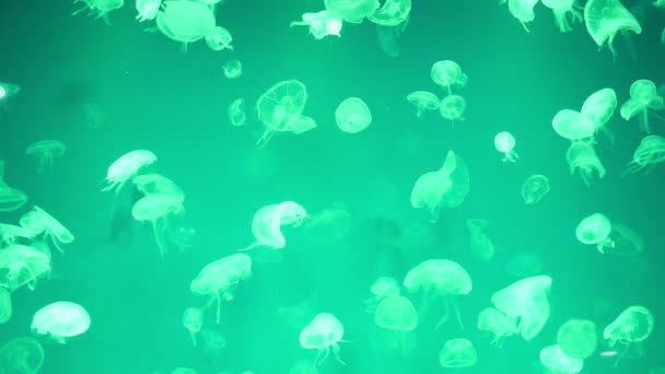 Medusas Submarino Filmación Animales Marinos — Vídeos de Stock