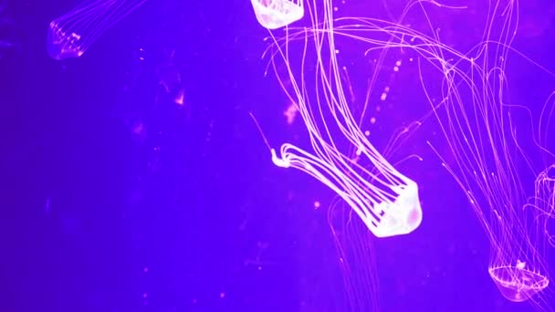 Jellyfish Underwater Footage Sea Animal — Stock Video