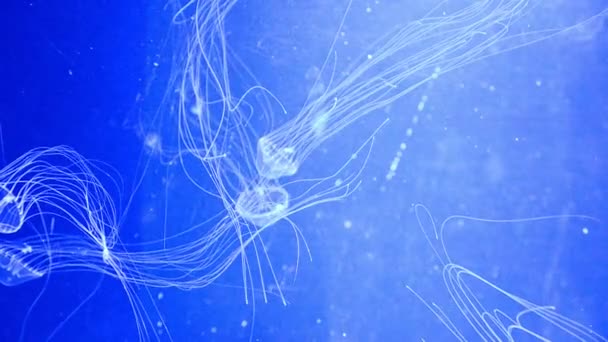 Meduzy Podwodne Zdjęcia Morze Zwierzę — Wideo stockowe