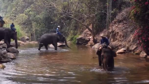 泰国清迈 2019年3月24日 大象在泰国清迈河里与 Mahout 一起洗澡 — 图库视频影像