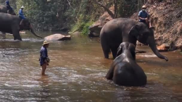 泰国清迈 2019年3月24日 大象在泰国清迈河里与 Mahout 一起洗澡 — 图库视频影像