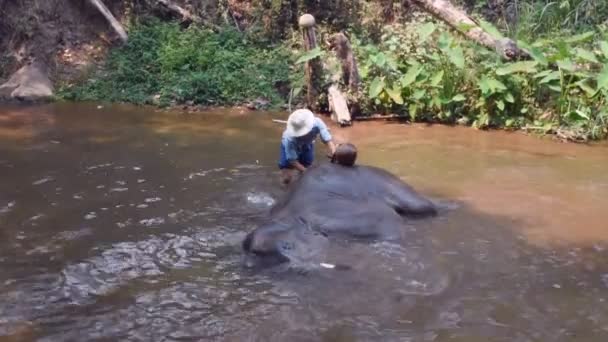 泰国清迈 2019年3月24日 大象在泰国清迈河里与 Mahout 一起洗澡 — 图库视频影像