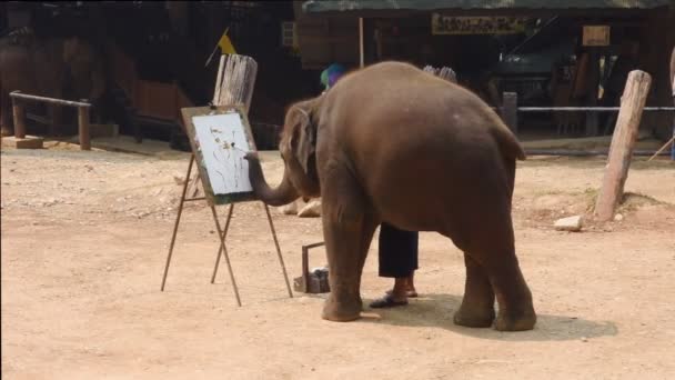 泰国清迈 2019年3月24日 大象在泰国清迈的大象营地用油色作画 — 图库视频影像
