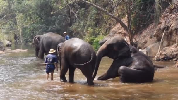 泰国清迈 2019年3月24日 大象在泰国清迈河里与 Mahout 一起洗澡 — 图库视频影像