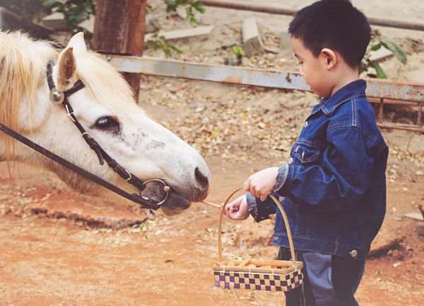 Boy feeding horse in his farm