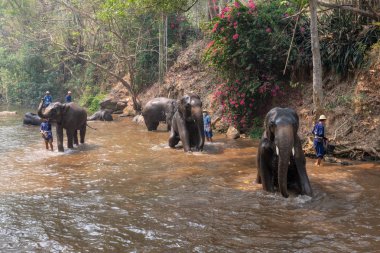 Chiangmai Tayland - 24 Mart 2019: Filler bir banyo zekâ alarak