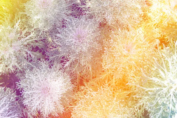 Beautiful multicolored flowers background — Stock Photo, Image