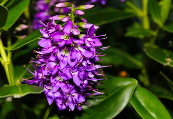 Mor Dendrobium orkide çiçeği, yakın plan ve bulanık arkaplan yaprakları.