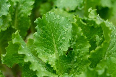Taze eko marul yaprakları ve su damlaları.