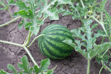 Bahçede yetişen yeşil organik karbon