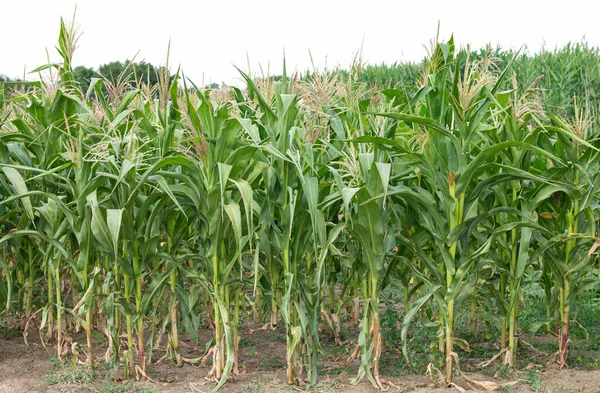 Green organic corn field on a summer day