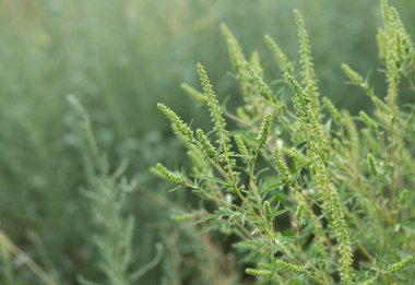 Ragweed ya da Ambrosia artemisiifolia polenle çiçek açıyor. Yaz ve sonbaharda alerji