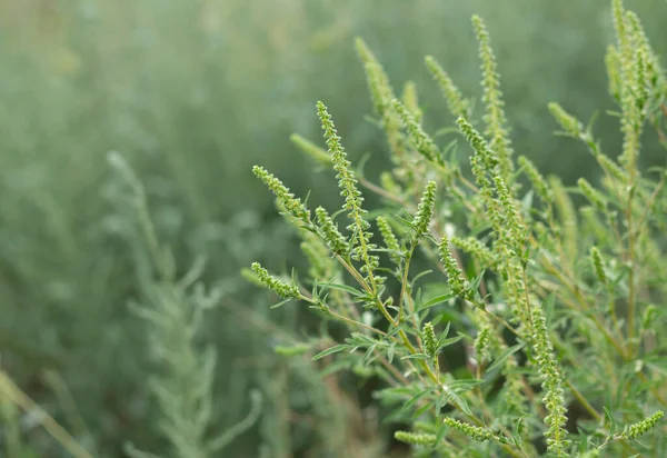 Ragweed ya da Ambrosia artemisiifolia polenle çiçek açıyor. Yaz ve sonbaharda alerji