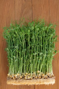 Genç bezelye filizleri, büyüyen mikro yeşil üst görünüm