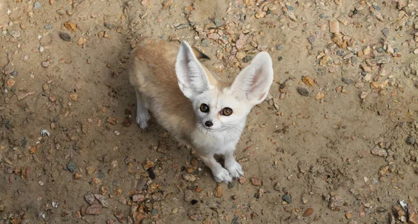 Fennec Fox Oder Vulpes Zerda Wildtier Von Oben — Stockfoto