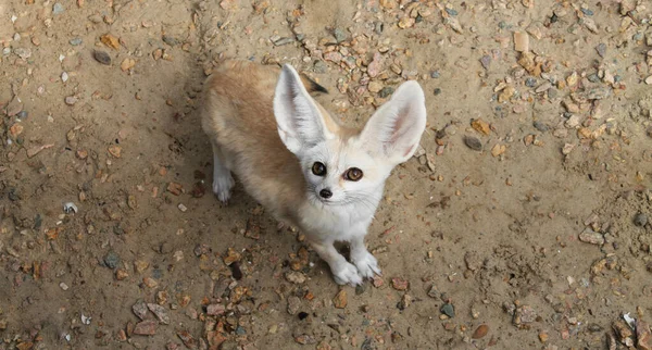 Fennec Zorro Vulpes Zerda Animal Salvaje Vista Superior — Foto de Stock