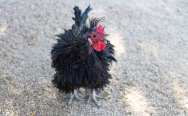 Tek siyah tavuk kameraya bakıyor.