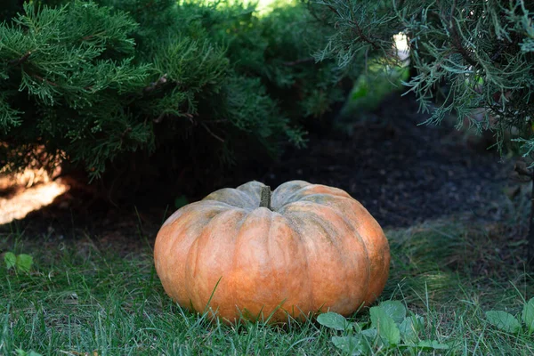 Grande Citrouille Orange Sur Herbe Verte Dans Jardin — Photo