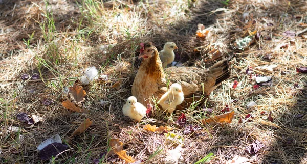 Mãe Galinha Com Suas Galinhas — Fotografia de Stock