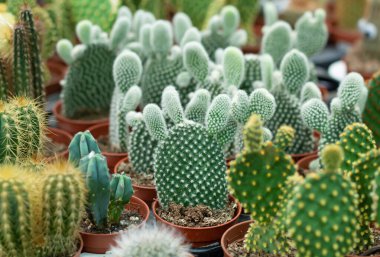 Serada bir sürü farklı kaktüs bitkisi var. Kaktüs geçmişi. Seçici odak