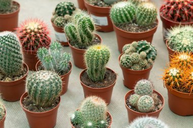 Serada bir sürü farklı saksı kaktüsü bitkisi var.