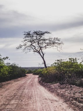 Brezilya 'nın kırsal kesiminde bitki biyomu olarak katinga bulunur. Yarı kurak tropikal iklim, Brezilya 'nın kuzeydoğu iç kesiminin tipik iklimidir..