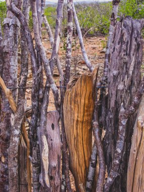 Brezilya 'nın kırsal kesiminde bitki biyomu olarak katinga bulunur. Yarı kurak tropikal iklim, Brezilya 'nın kuzeydoğu iç kesiminin tipik iklimidir..