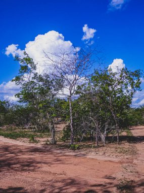 Brezilya 'nın kırsal kesiminde bitki biyomu olarak katinga bulunur. Yarı kurak tropikal iklim, Brezilya 'nın kuzeydoğu iç kesiminin tipik iklimidir..