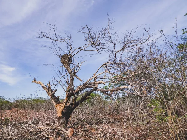 Región Rural Del Serto Brasil Tiene Caatinga Como Bioma Vegetal — Foto de Stock