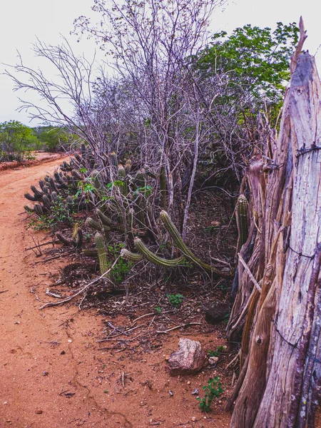 Región Rural Del Sertao Brasil Tiene Caatinga Como Bioma Vegetal — Foto de Stock