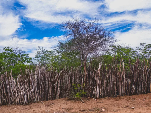 Región Rural Del Sertao Brasil Tiene Caatinga Como Bioma Vegetal — Foto de Stock