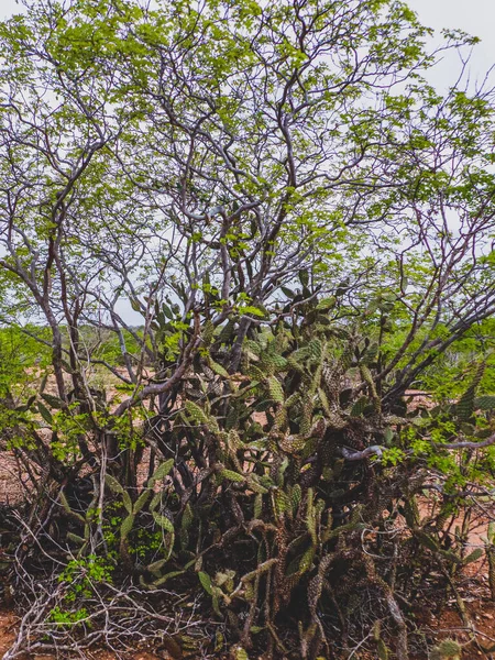 Región Rural Del Sertao Brasil Tiene Caatinga Como Bioma Vegetal — Foto de Stock