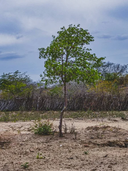 Región Rural Del Sertao Brasil Tiene Caatinga Como Bioma Vegetal — Foto de Stock