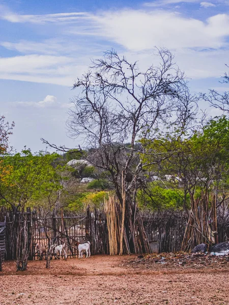 Região Rural Sertao Brasil Tem Caatinga Como Bioma Vegetal Clima — Fotografia de Stock