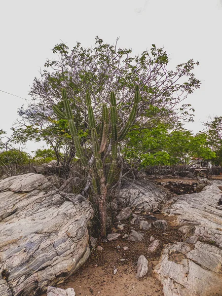 Regione Rurale Del Sertao Brazil Caatinga Come Bioma Vegetale Clima — Foto Stock
