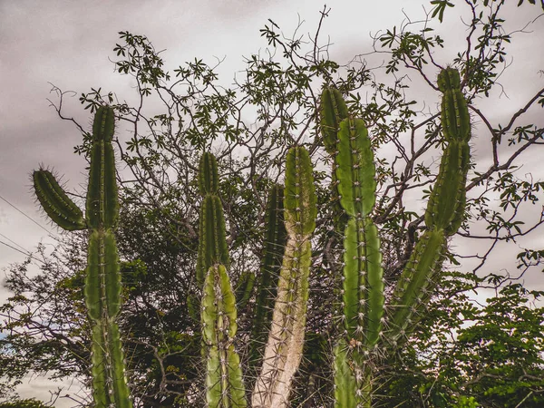 Vidéki Régióban Sertao Brazil Caatinga Mint Növényzet Biome Félszáraz Trópusi — Stock Fotó