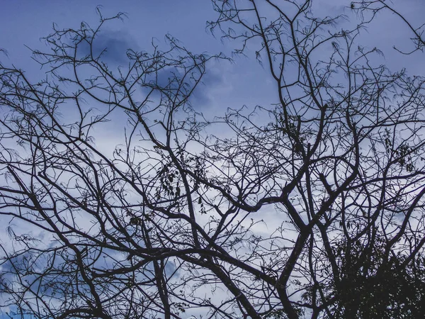 Região Rural Sertao Brasil Tem Caatinga Como Bioma Vegetal Clima — Fotografia de Stock